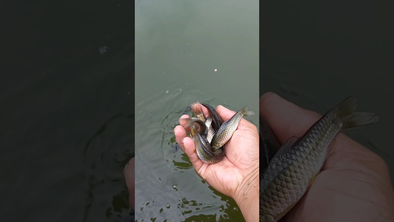 Indukan ikan wader cakul | beunteur