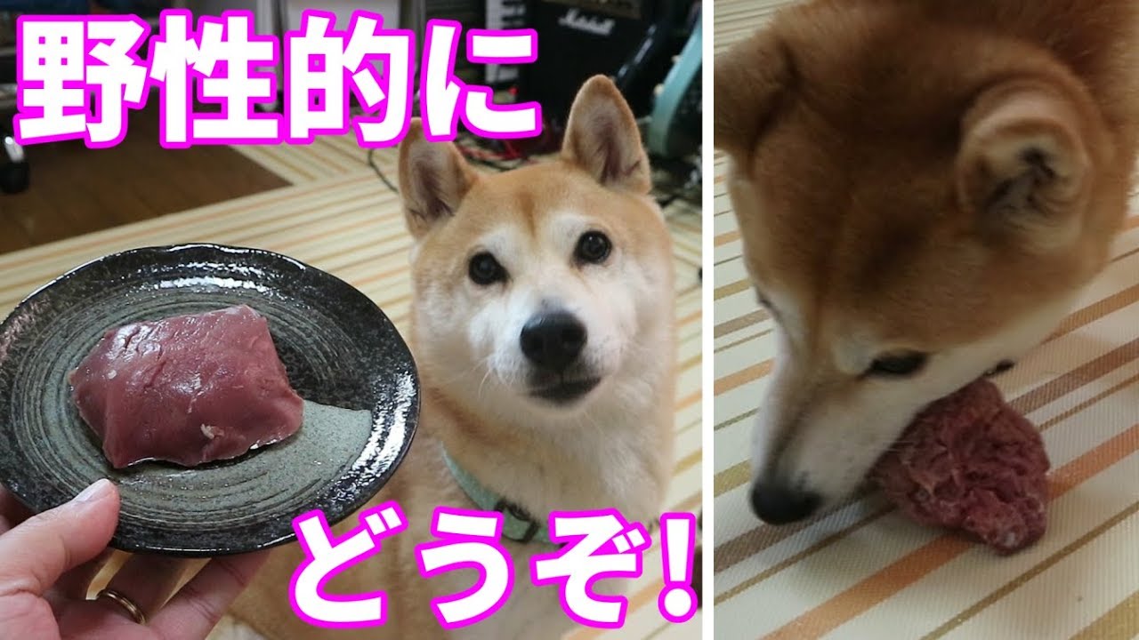 柴犬小春　【ASMR】詰まらせハラハラ、赤身馬刺しを塊であげたらどう食べる？！