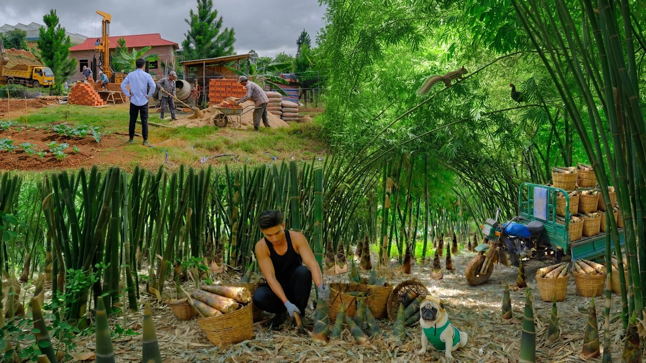 Harvest Bamboo Shoots For Market, Decide Move To A New Farm Because City Crowds Change My Quiet Life