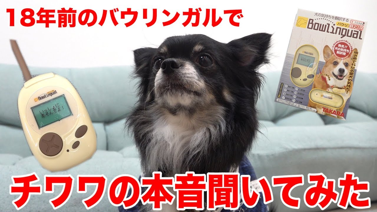 18年前のバウリンガルでチワワの本音聞いてみた結果www