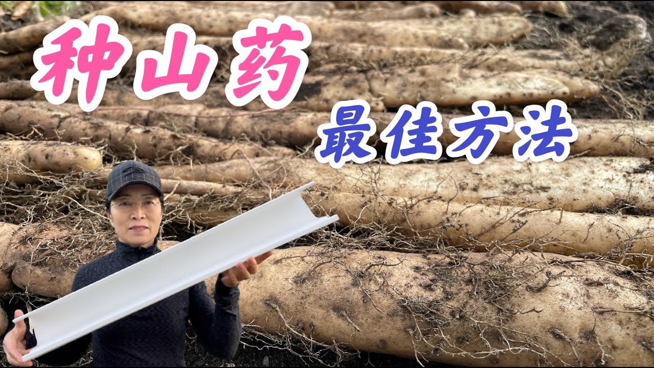 How to grow yam in a roof gutter. 山药种植最佳方法-雨槽种植。 #家庭有机种植  (点击 CC 查看中文字幕）