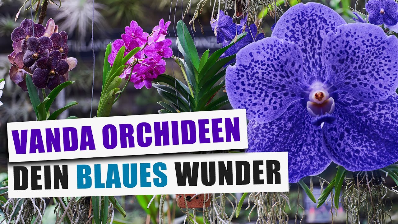 Vanda x 'Rothschildiana' - Kein Topf? Kein Problem! | Pflanzen-Portrait