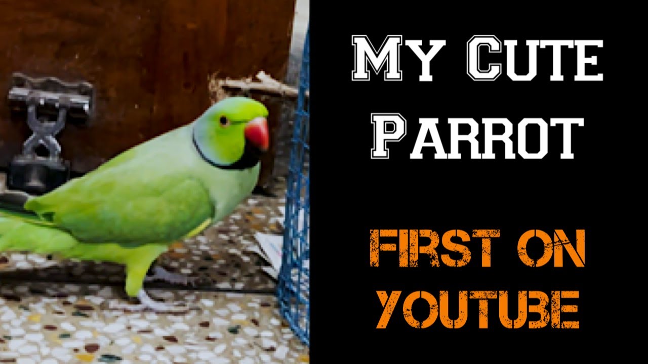 My Cute Parrot & Chappal Fight 😂😂