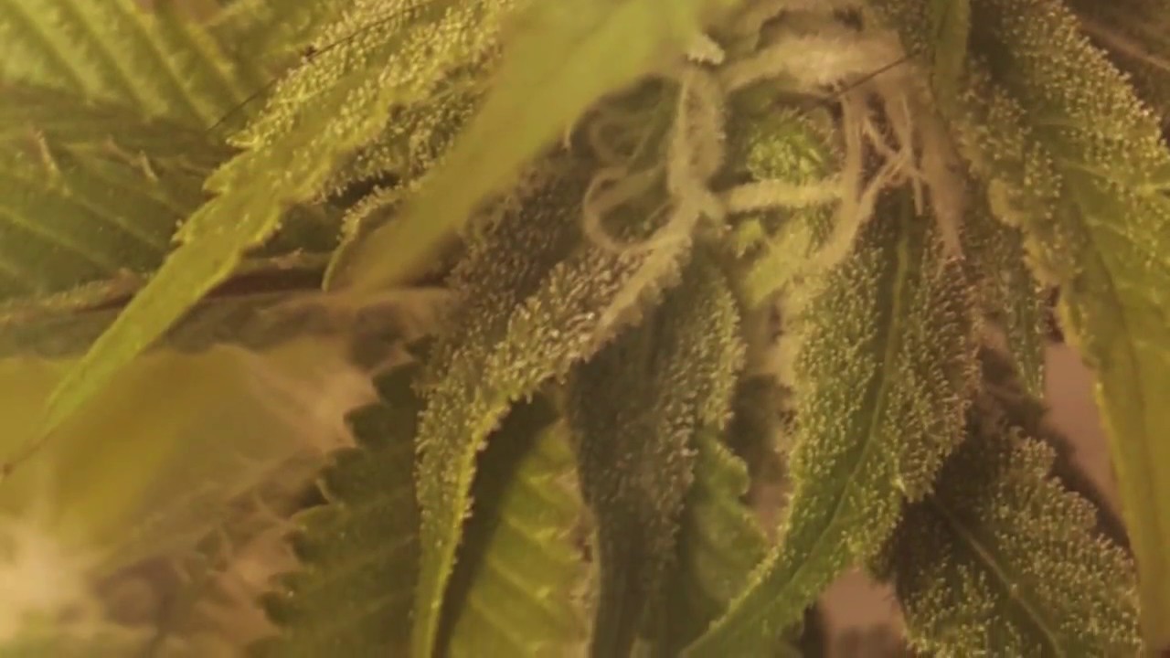 First few weeks of flower ACMPR marijuana grow