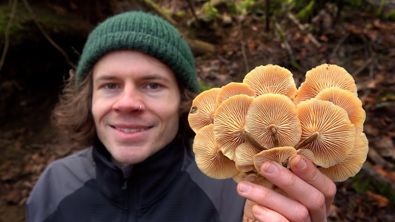 Faszination Pilze und Wildkräuter im Vorfrühling - Jetzt gibt es einiges zu sammeln!