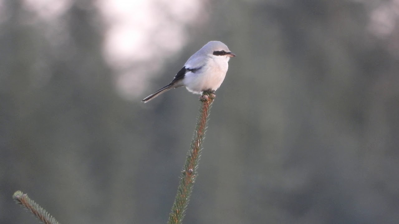VARSLER (GREAT GREY SHRIKE)