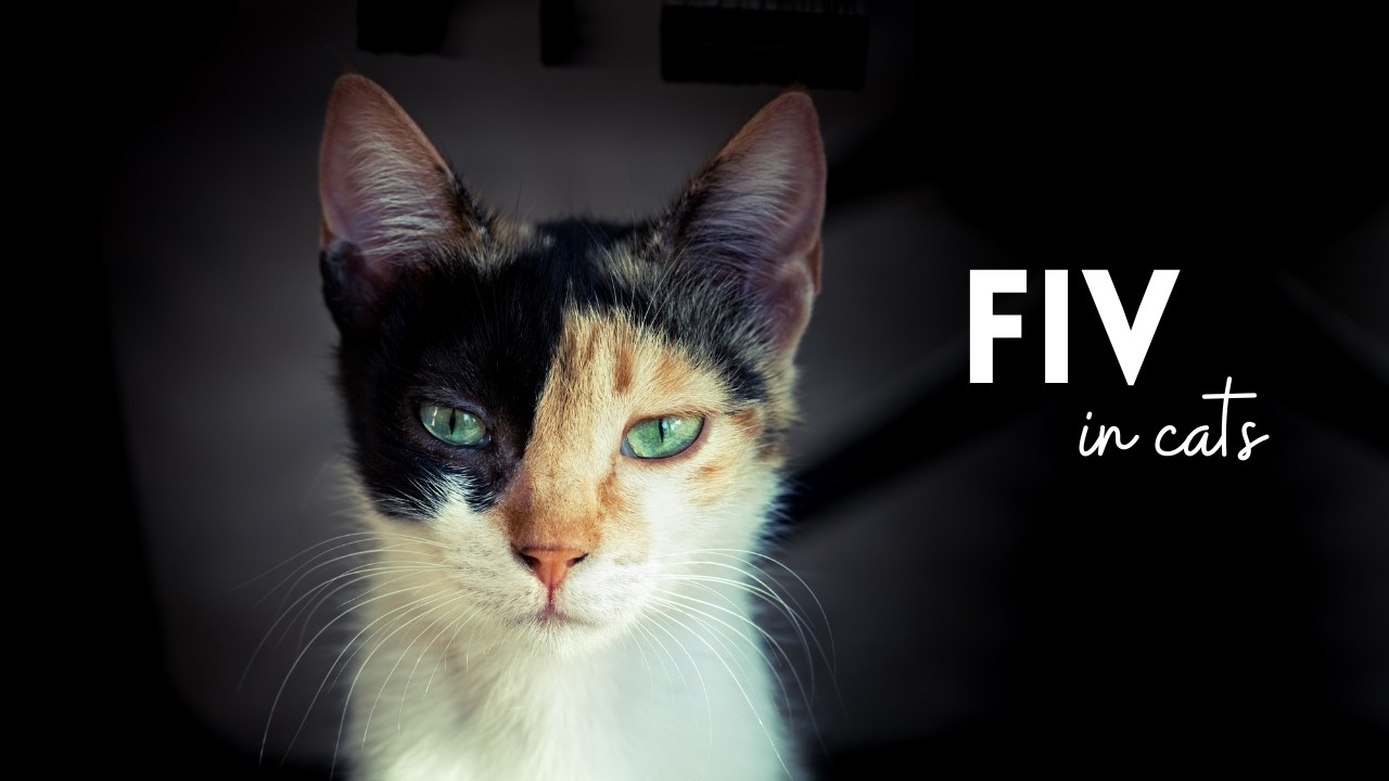 FIV In Cats Explained: What You Need To Know
