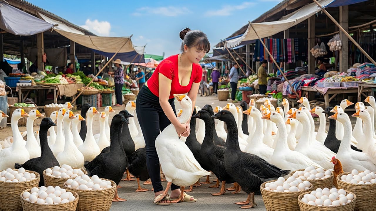TIMELAPSE -- Step-by-Step: Harvest Giant 500Kg Geese, Go to Market Sell | Phương Countryside
