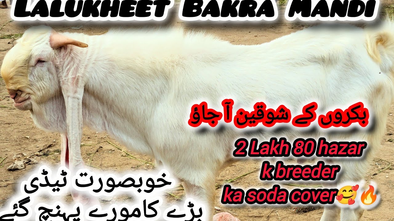 Lalukheet Bakra Mandi Latest Update🥰💥 280k Ka Breeder Soda Cover🔥💥 Hfu Cattles Info 💥😍❣️