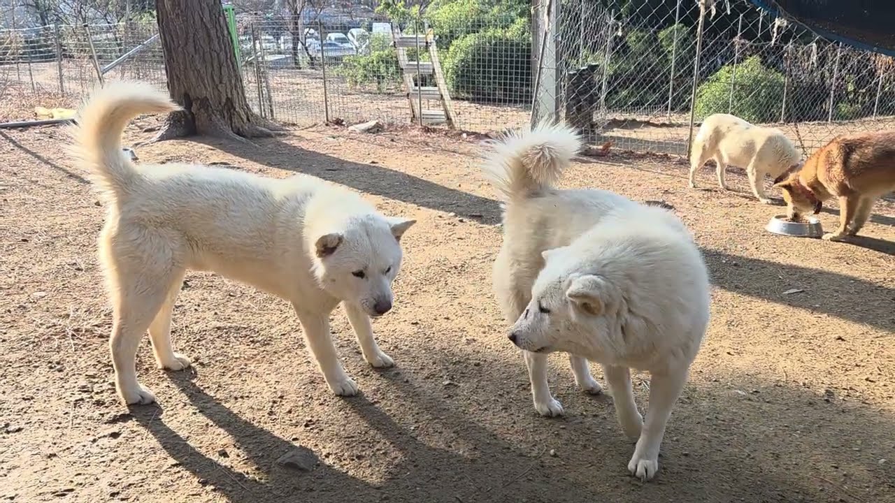 야들아 오늘은 조용히 넘어가자^^Korean Jindo Dog. 