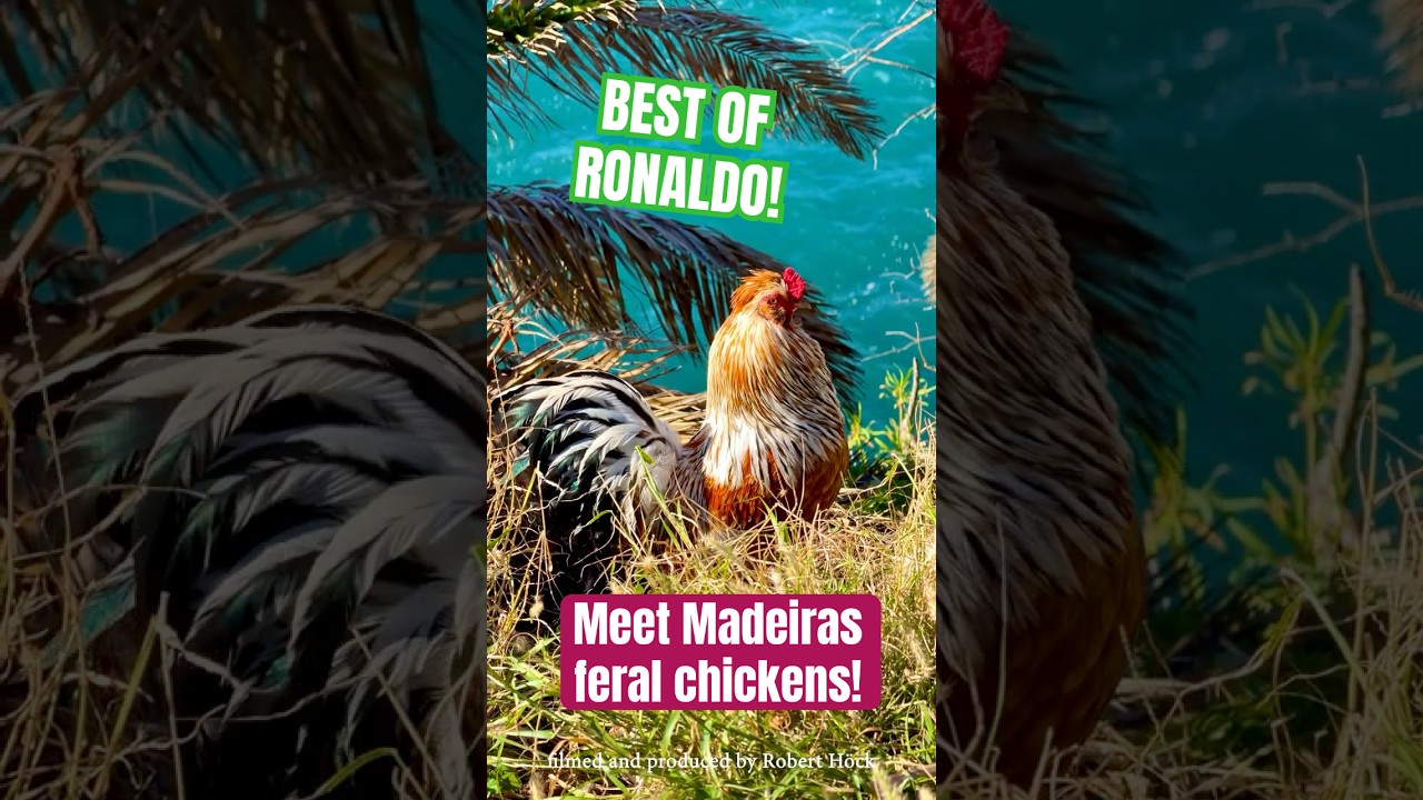 Ronaldo the gorgeous rooster on the coast of Madeira - feral chickens in Portugal - "Soda-Hühner"