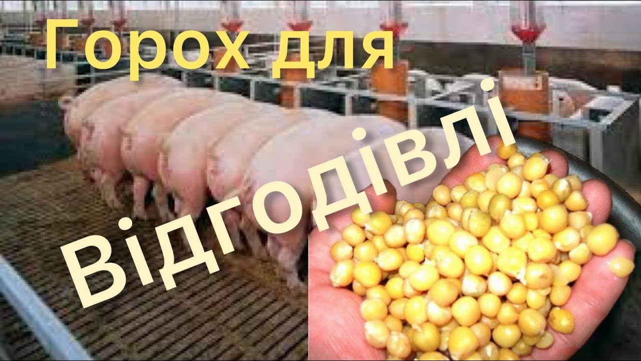 ГОРОХ для ВІДГОДІВЛІ, дешевий але ефективний БІЛОК❗️