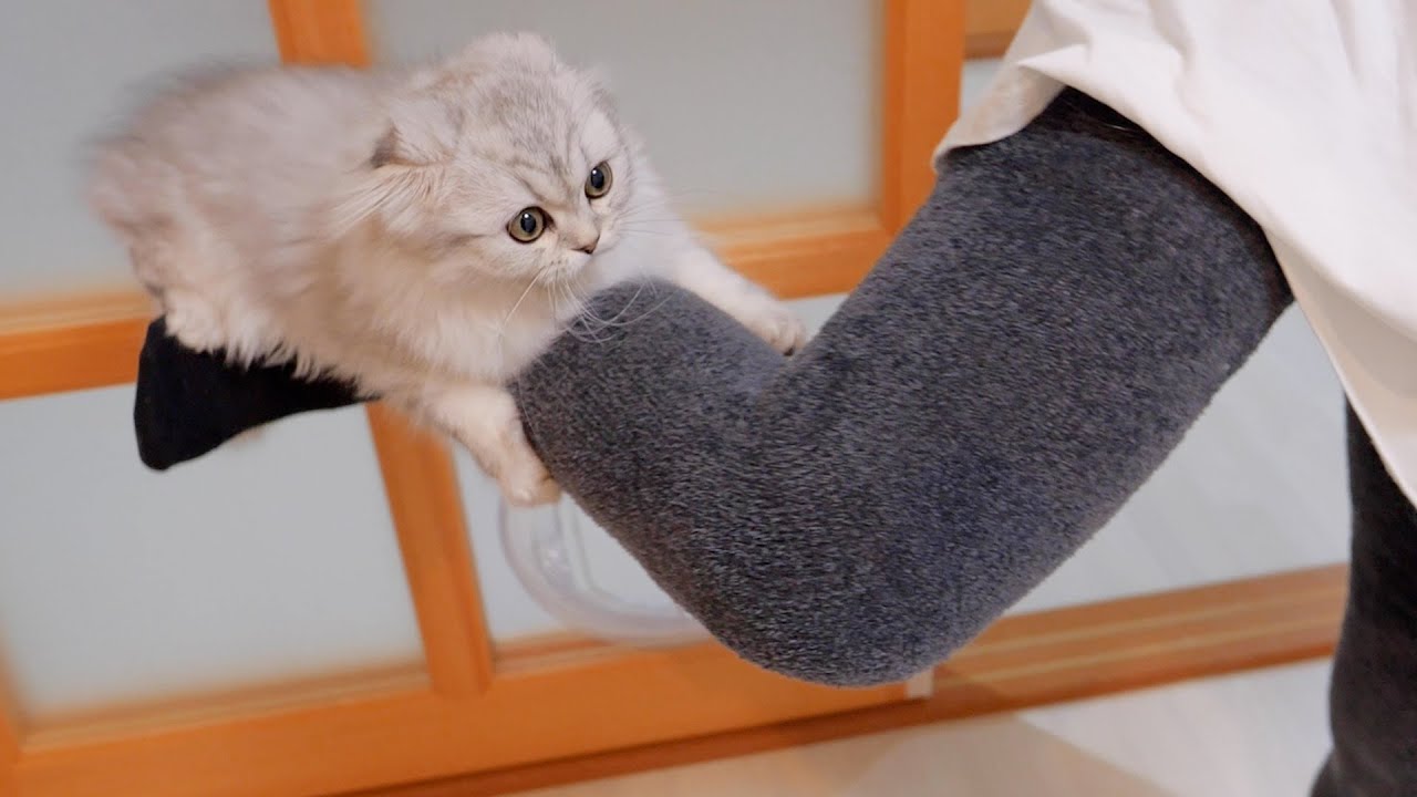 Котенок, который вцепился в ногу хозяина и не отпускал, был таким милым!