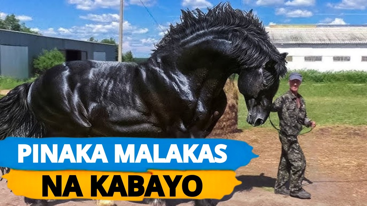 Pinaka MALAKAS at KAKAIBANG LAHI ng KABAYO sa MUNDO