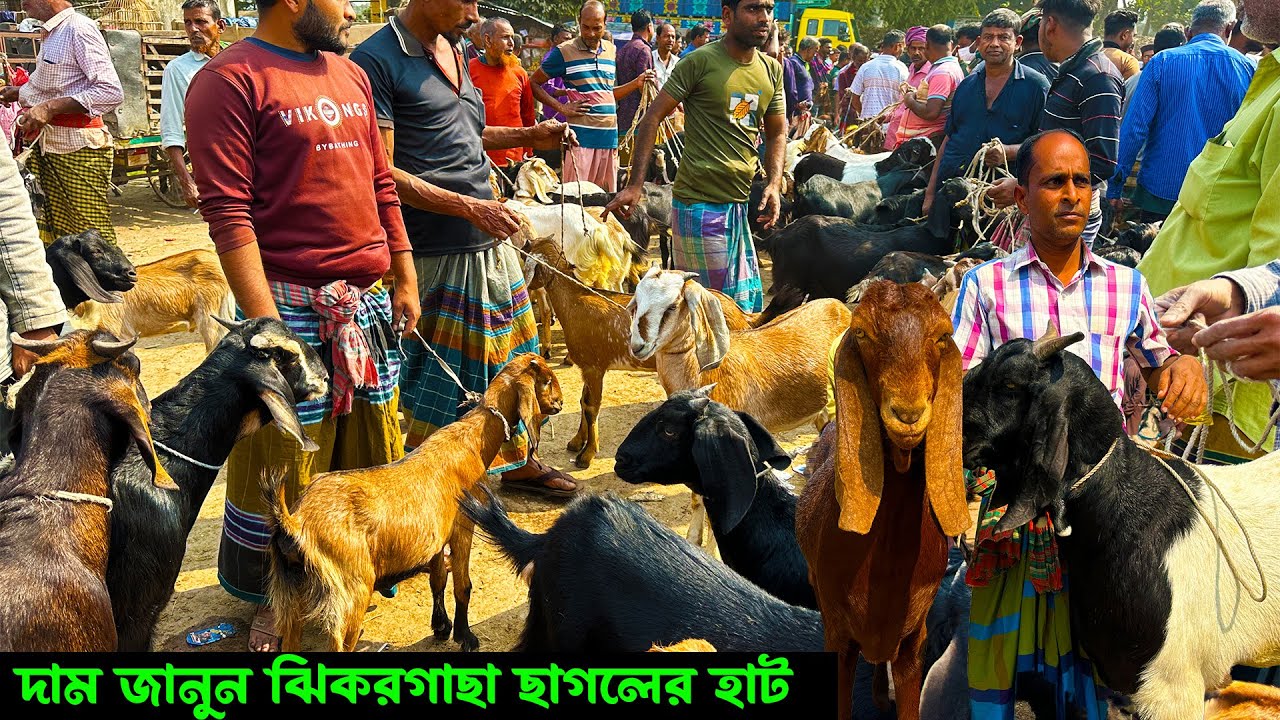 দক্ষিণ বঙ্গের সবচেয়ে বড় ছাগলের হাট থেকে ছাগলের দাম জানুন | ঝিকরগাছা ছাগলের হাট
