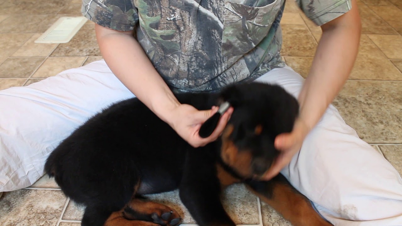 Copy of Tape Rottweiler puppy ear, Puppy Ear Taping - How to Tape your Rottweilers puppies ears