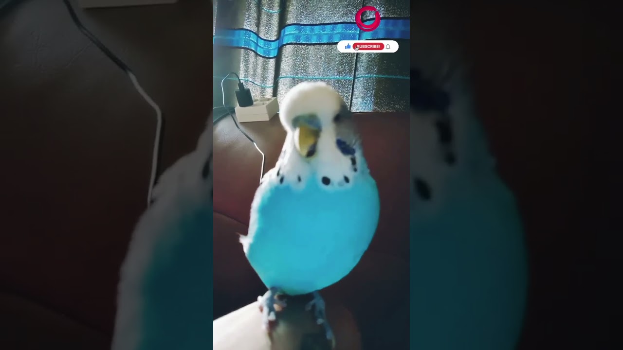 Screaming Budgie💫... 😜 #viral #short #shorts #animals #parakeets