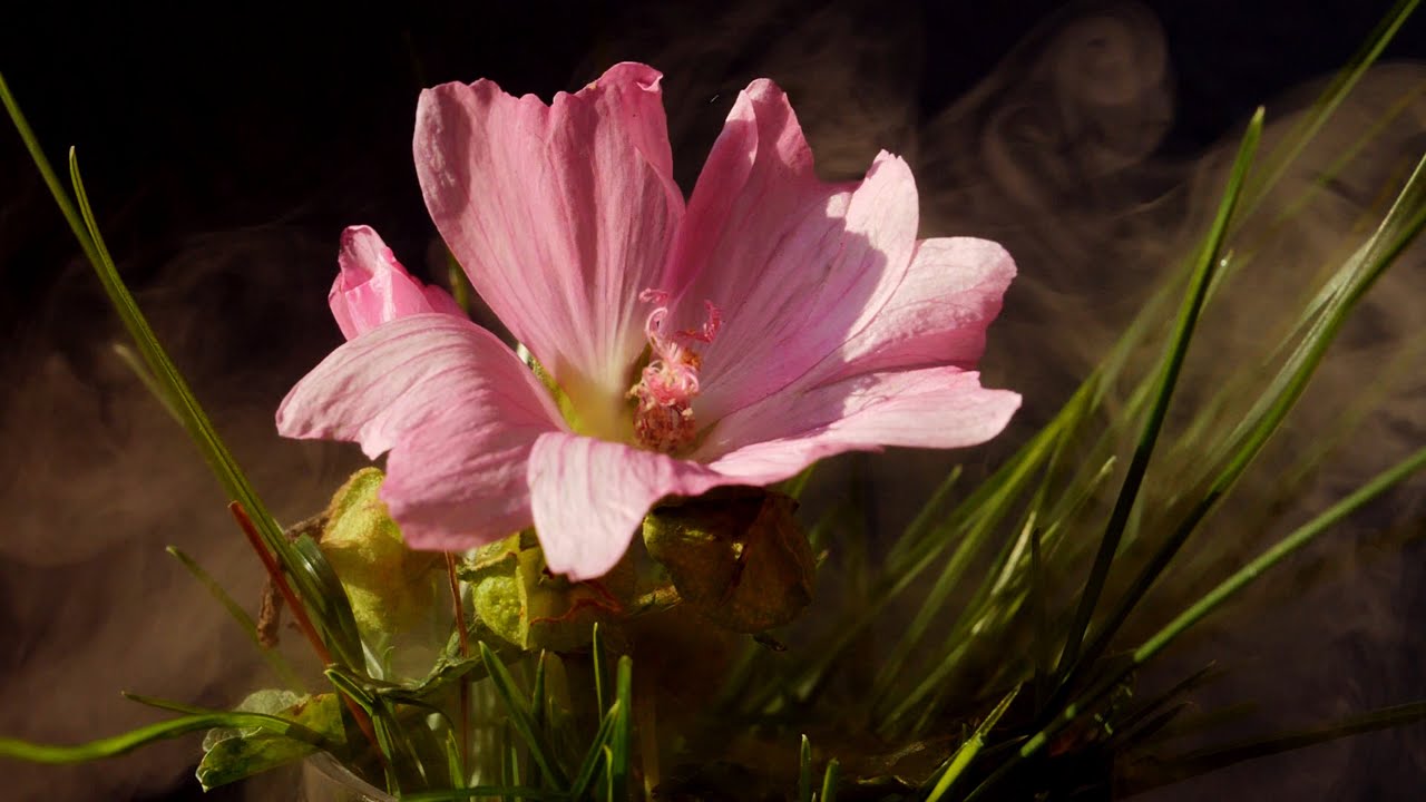 Trying out new steammachine. Laowa 100mm f2,8 and Lumix Gh5 with some slowmotion