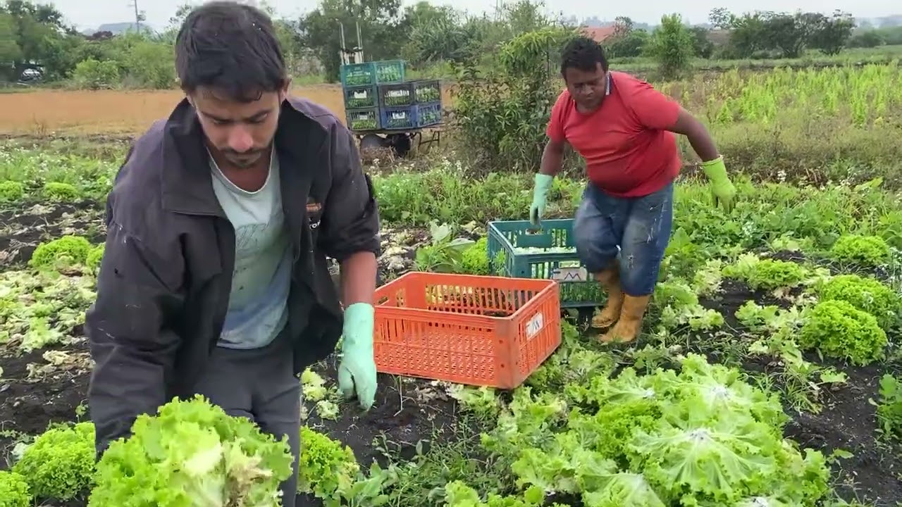 10 mil p&eacute;s de alface quase tudo vendido
