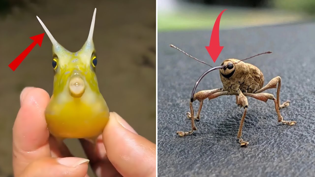 Top 10 Most Unusual Creatures in the World 🌍 | Strange & Rare Animals You Won’t Believe Exist