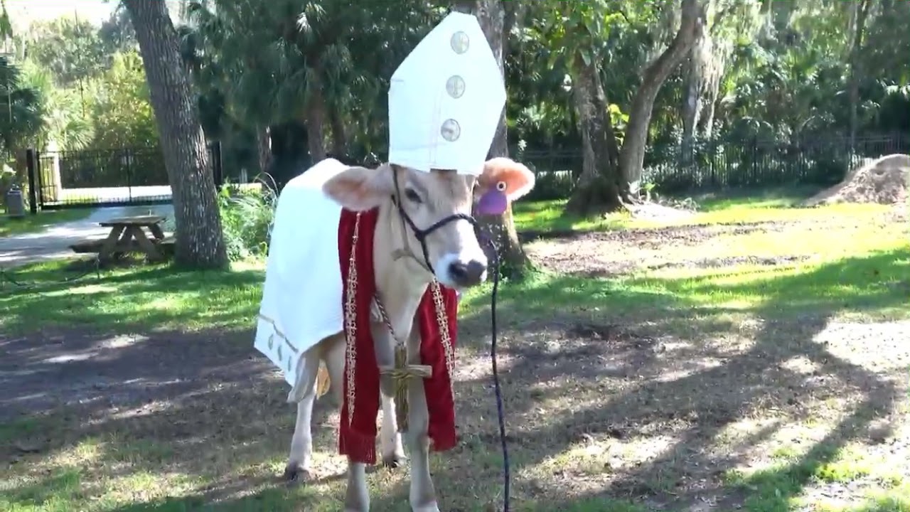 That&rsquo;s one holy cow 🐄 #shorts