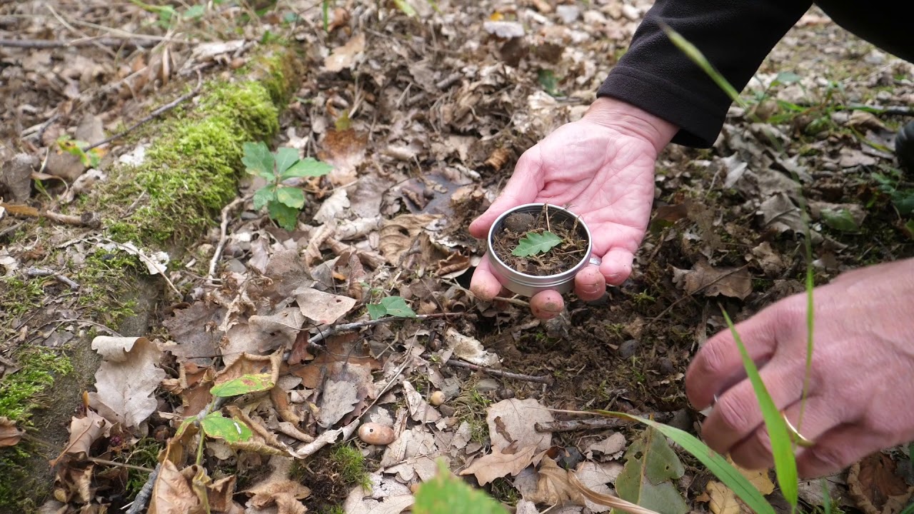Gathering Earth | Langenstein Zwieberge