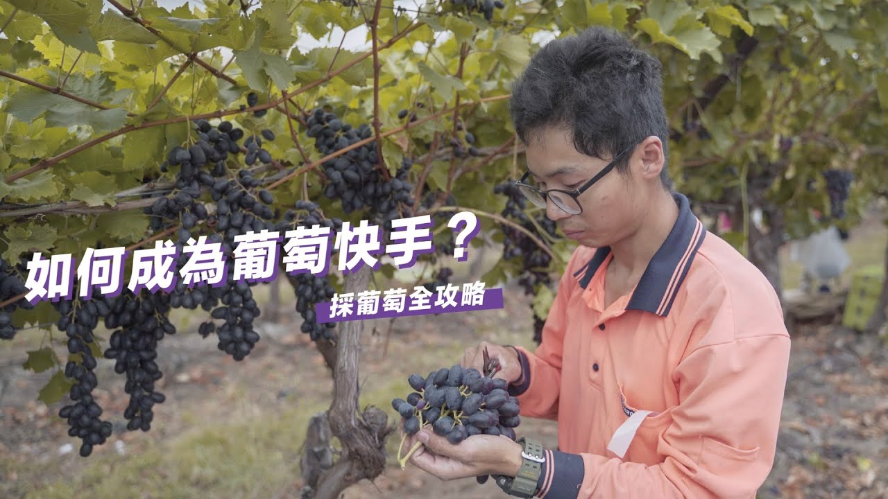 教大家如何成為葡萄快手🍇｜澳洲打工度假