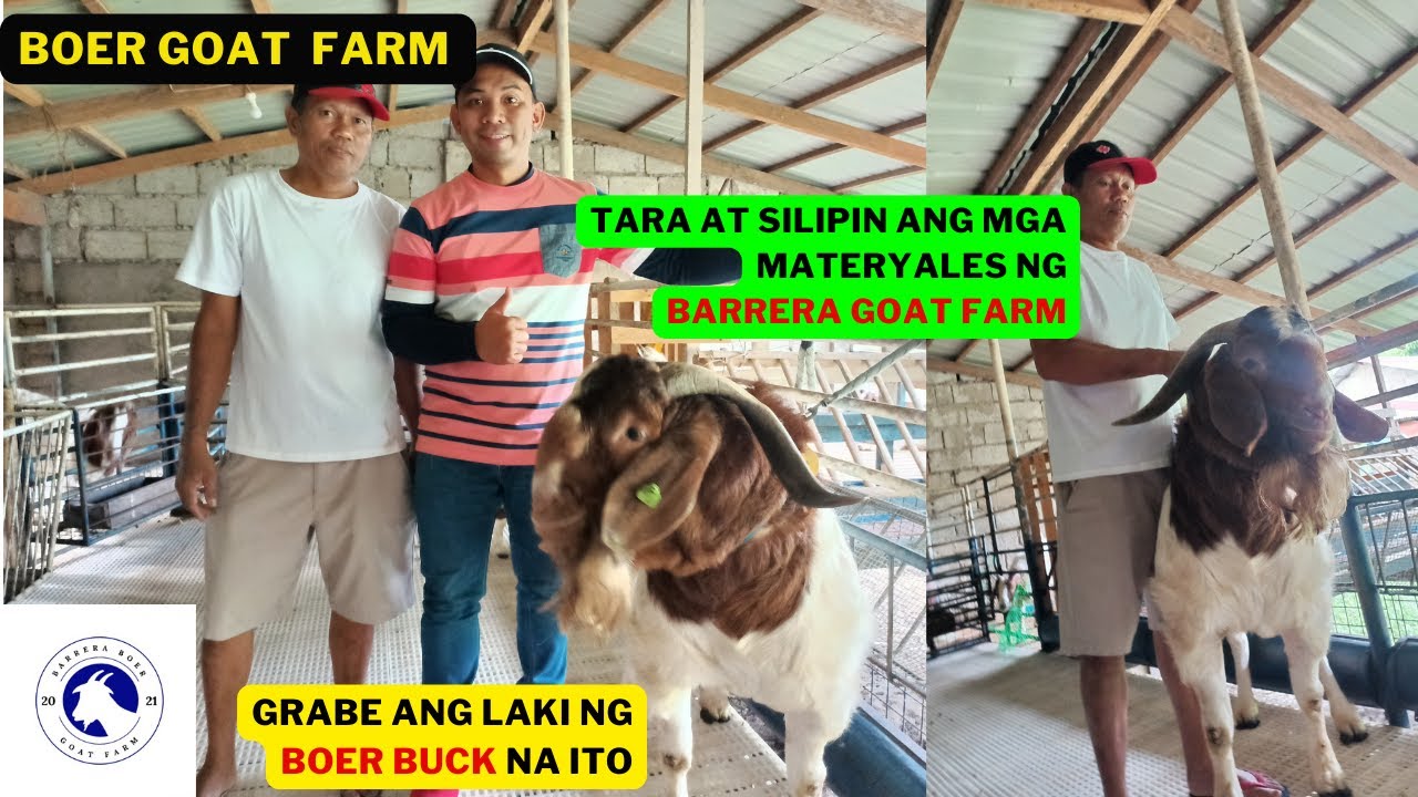 MATERYALES NG BARRERA GOAT FARM /GOAT FARMING PHILIPPINES/BOER GOAT BREEDER/KAMBINGAN SA BATANGAS