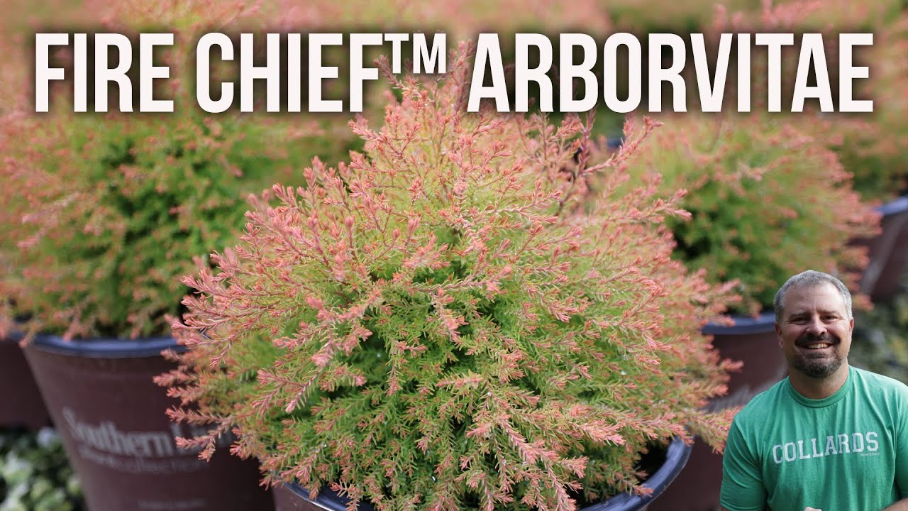 Туя западная Fire Chief&trade; - Thuja Occidentalis 'Fire Chief'&trade;