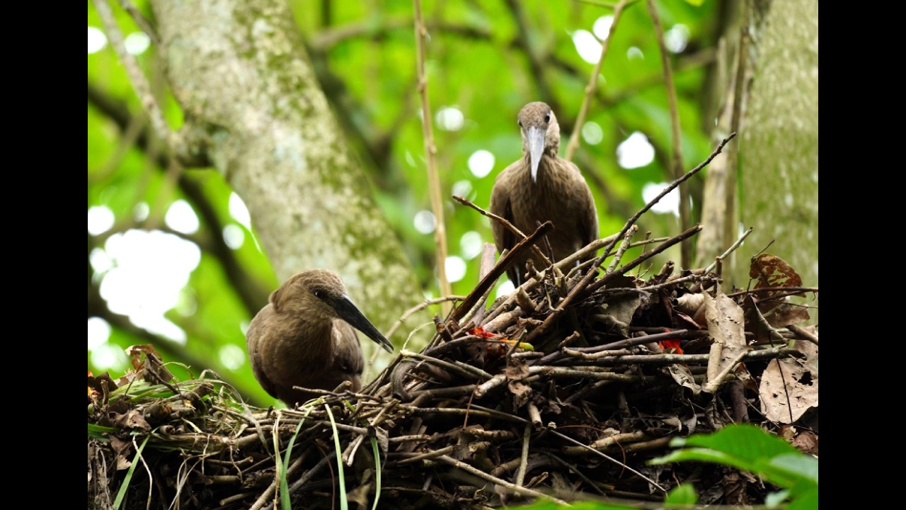 Hamerkop - A short wildlife showreel