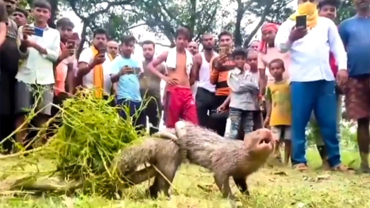 সাপ ও বেজির ভয়ঙ্কর লড়াই  | সাপের সাথে বেজির লড়াই  | mongoose vs snake | beji abong saper lorai