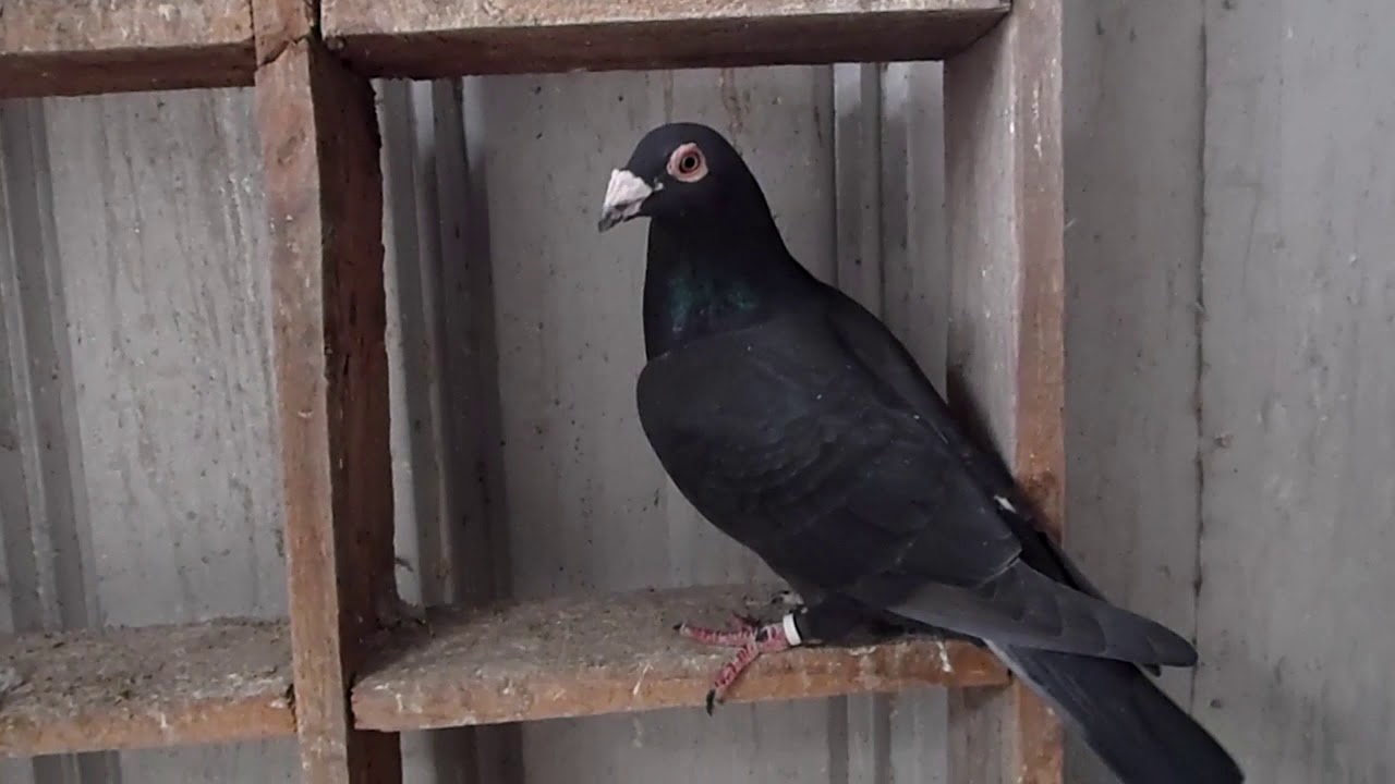 Racing Pigeons 