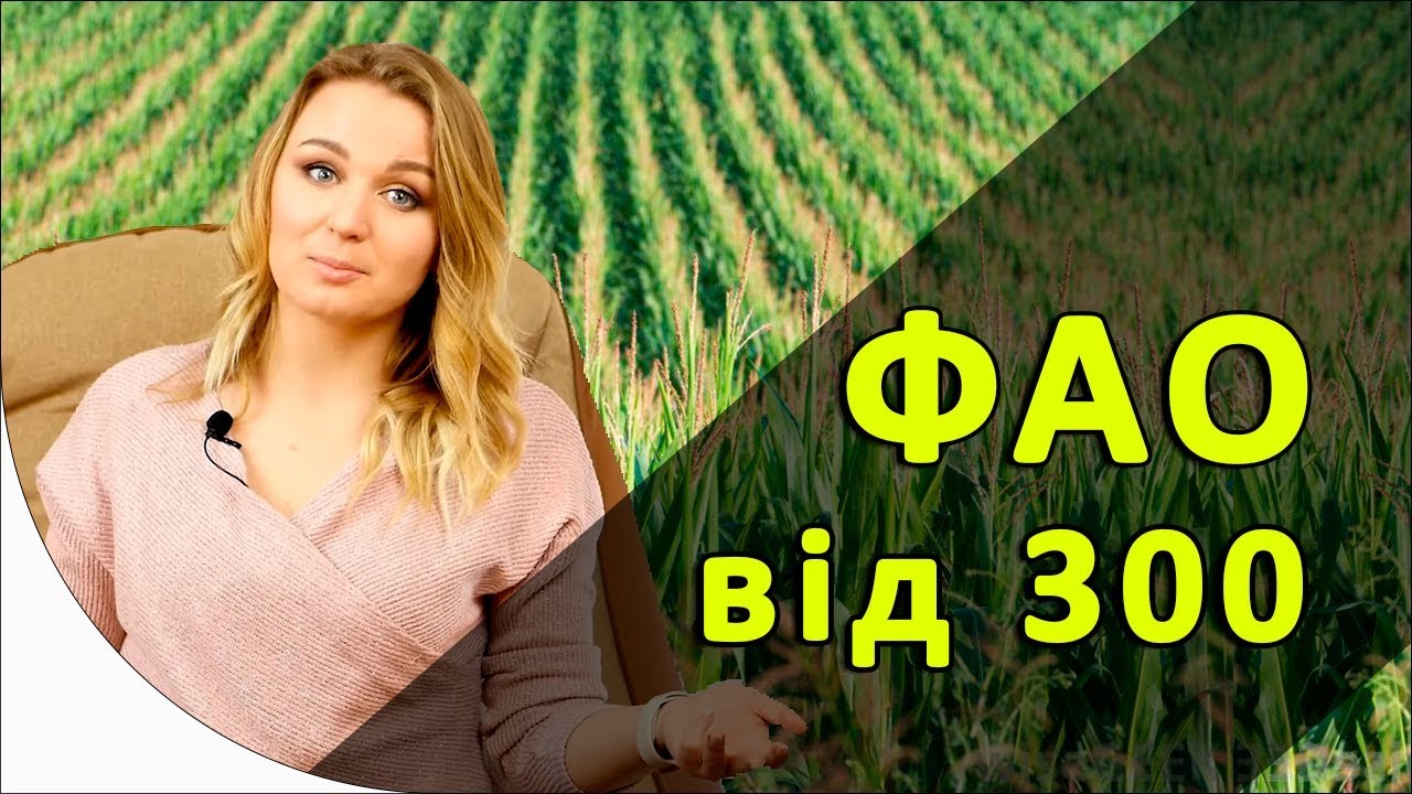 🎁 Новинки гібридів кукурудзи 🌽 з ФАО від 300