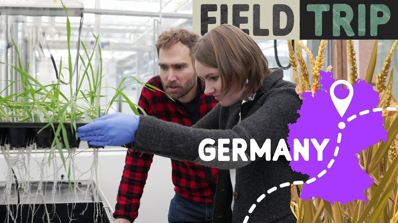 Blé résistant sans pesticide : sélection variétale en Allemagne