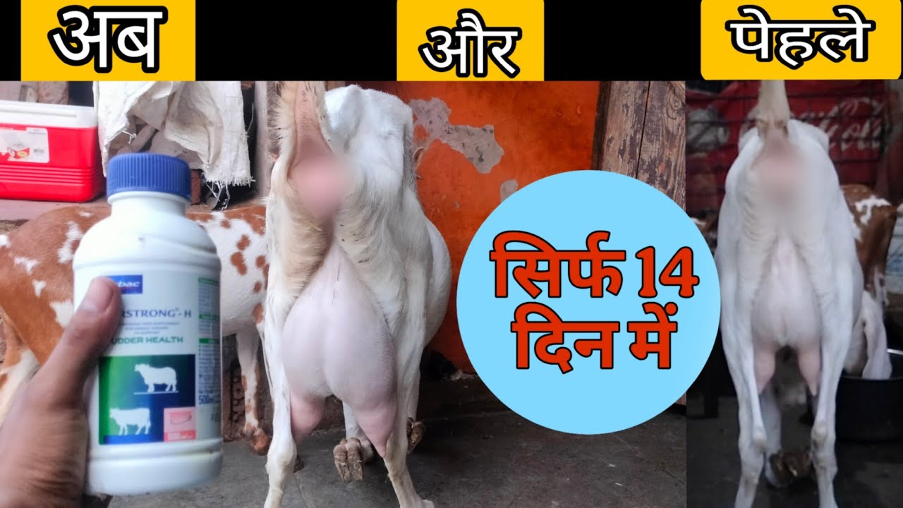 दो गुणा दूध और जड़ बनाओ सिर्फ 14 दिन मैं || how to develop goat udder||#goatmilk#goatfeed#goat#cow