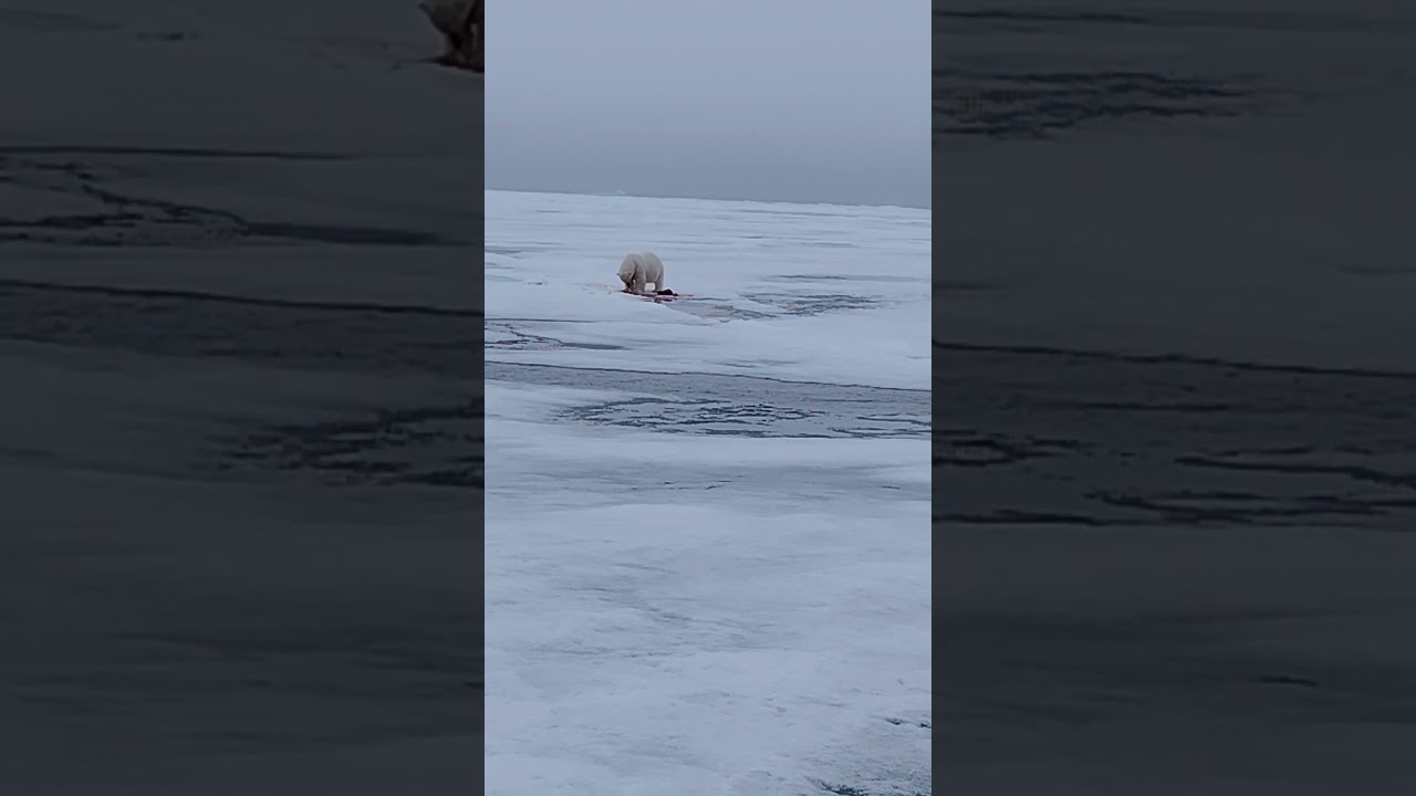 #polar #arcticanimal #expedition #ship