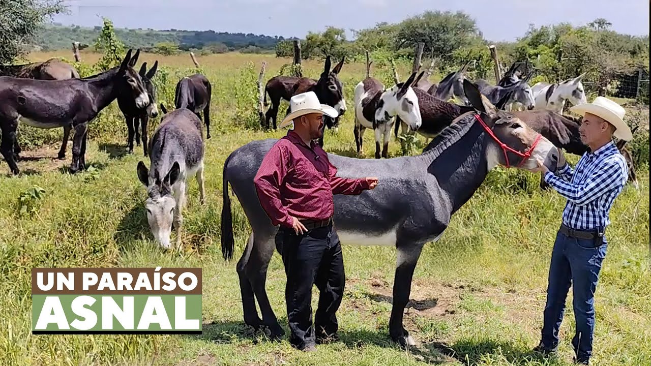 El Paraíso de los Burros Existe y Está Aquí