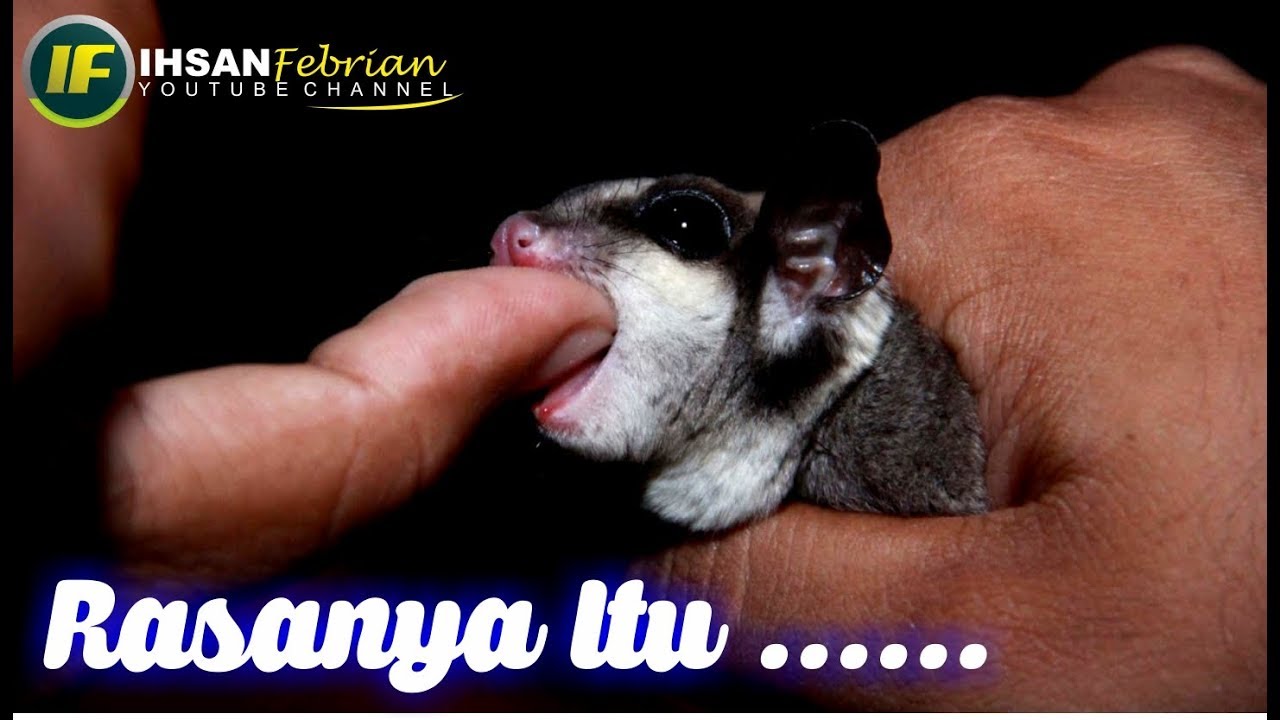 Dampak & Rasanya Digigit Sugar Glider? | QnA Part4