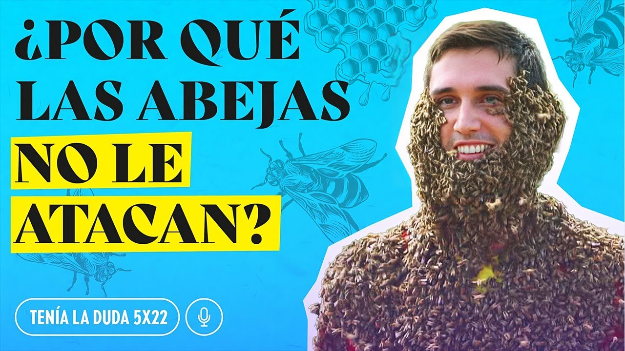 ¿Por qué las ABEJAS MUEREN al picar y DÓNDE SE METEN en invierno?