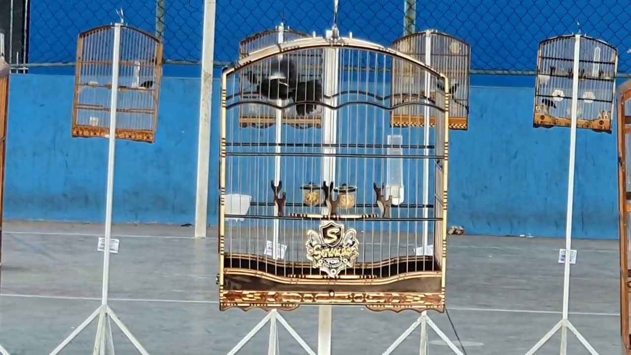 Mexida do Tiziu Sensação - Alguns Detalhes da Manhã do Torneio 👈