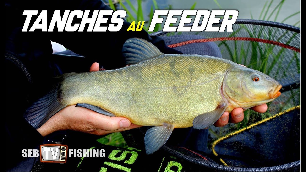 Pêche des tanches au feeder