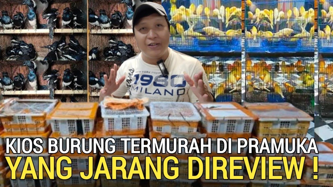 PASAR BURUNG ! NEMU KIOS BURUNG MURAH YANG JARANG DIREVIEW PASAR BURUNG PRAMUKA HARI INI 