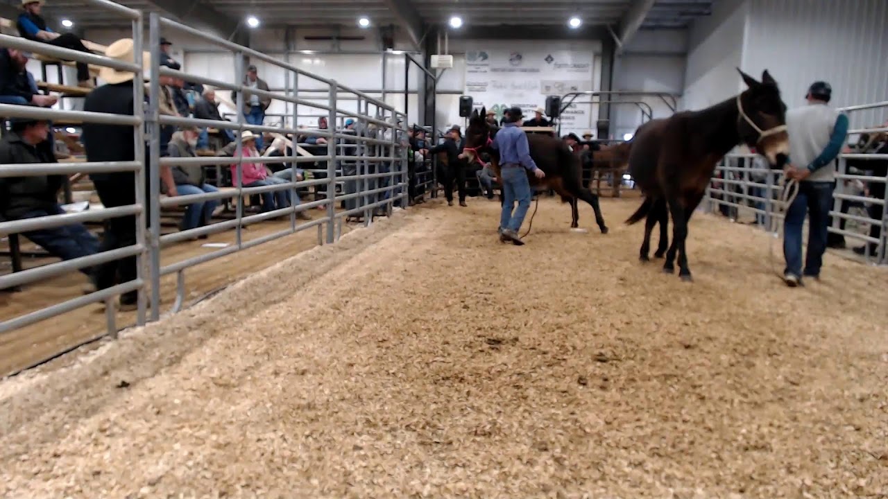 2024 January 11th Annual Hoover Mule Sale