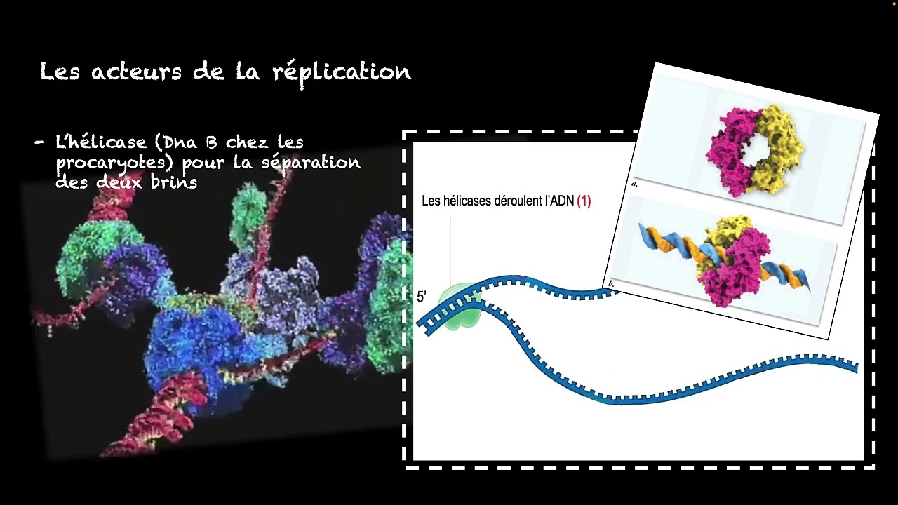 La réplication 2025