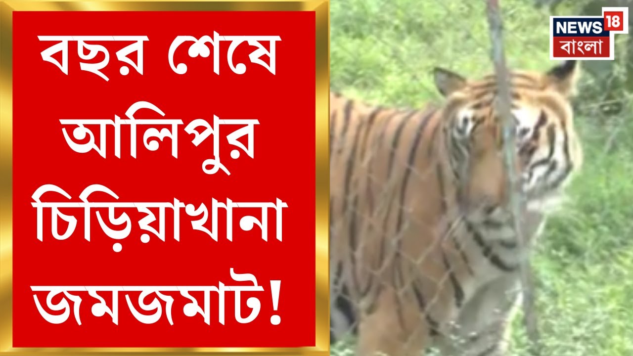 Kolkata News | আলিপুর চিড়িয়াখানায় সকাল থেকেই ভিড়, বাঘের দেখা পেয়ে খুশি ছোট থেকে বড় সবাই|