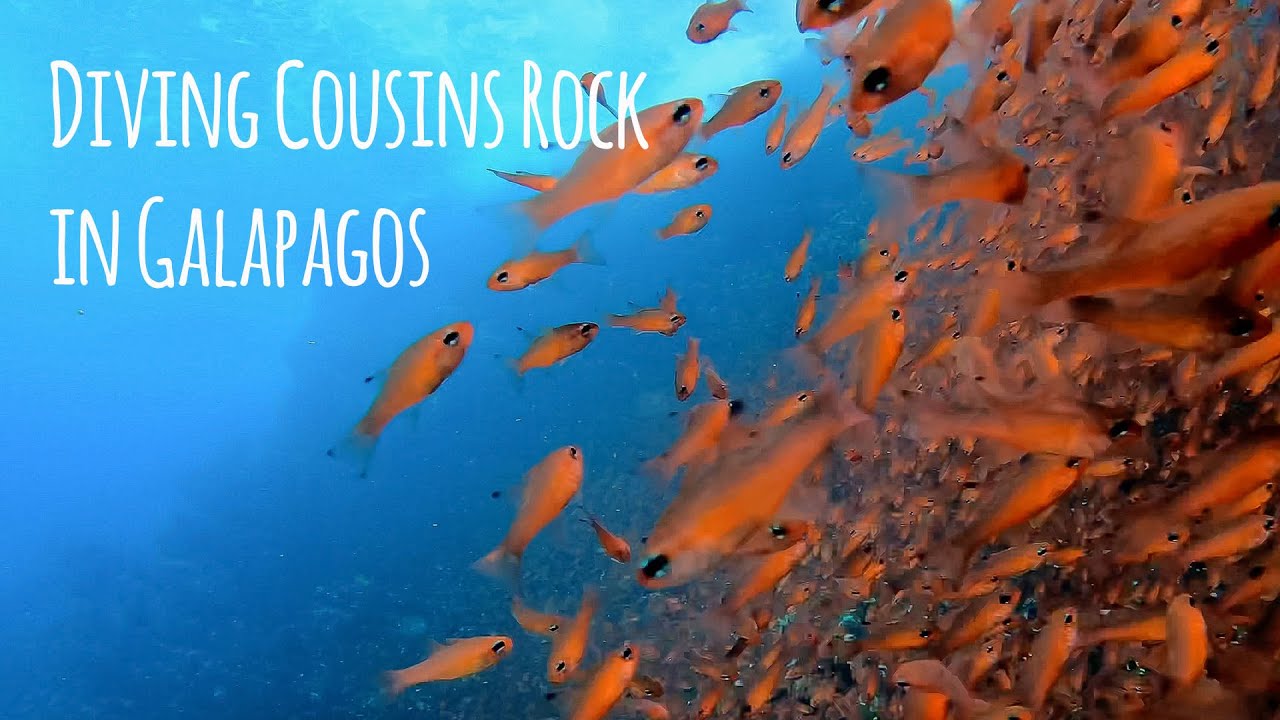 Scuba Diving Cousins Rock in the Galapagos - 4K 🎵 Lanarka - Sebastian Leger