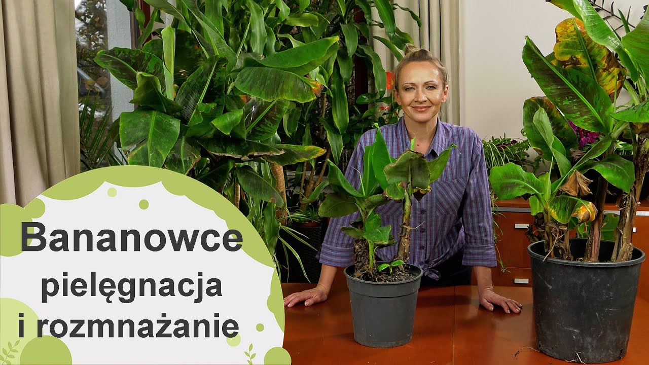 Bananowce. Jak w domu uprawiać bananowce? Jak je rozmnażać?