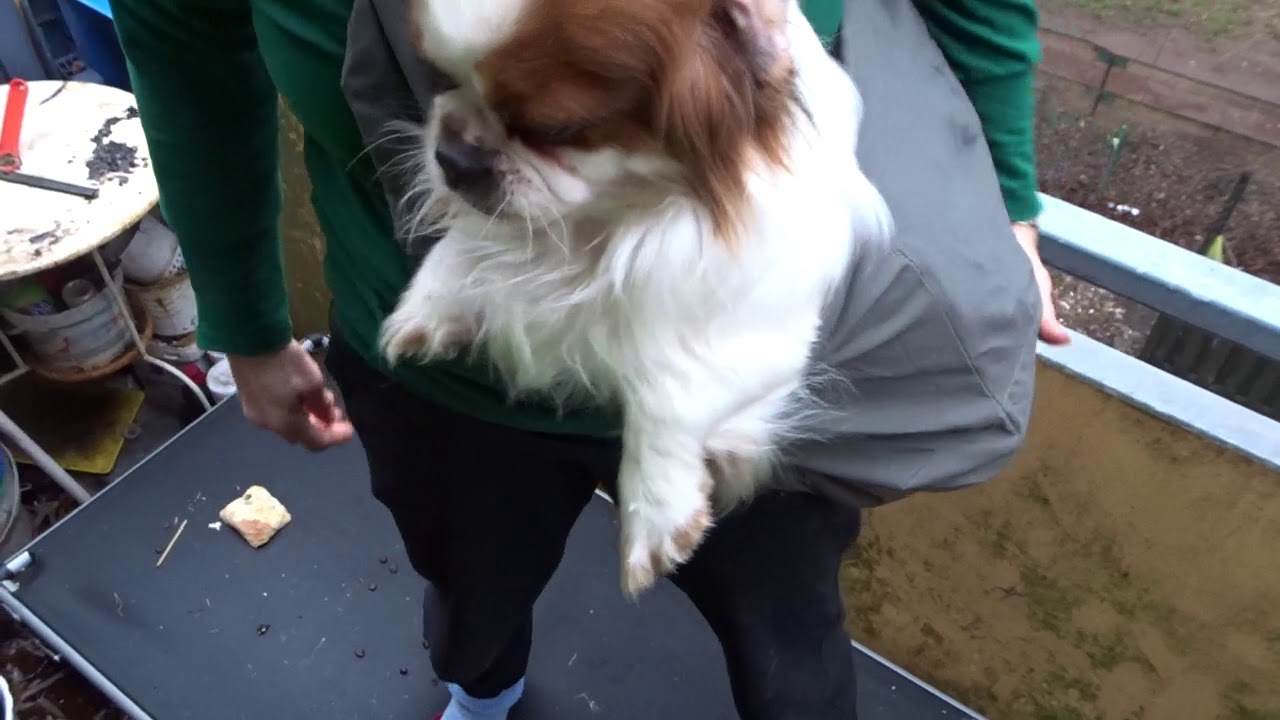 SlowTon Tragetuch Hund Hunde Seittrage Sling Kauftipp Haustier