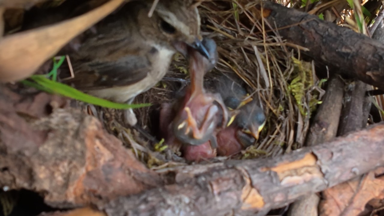 The cuckoo’s plot ended. It was thrown out of the nest, and the real chicks were safe杜鹃鸟剧终，被鸟妈妈扔出了鸟窝