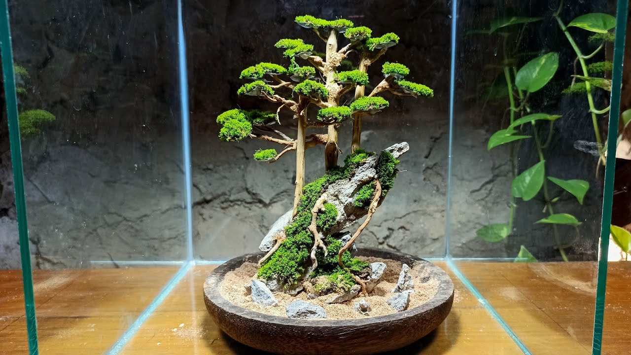 Make a bonsai moss terrarium on a stone